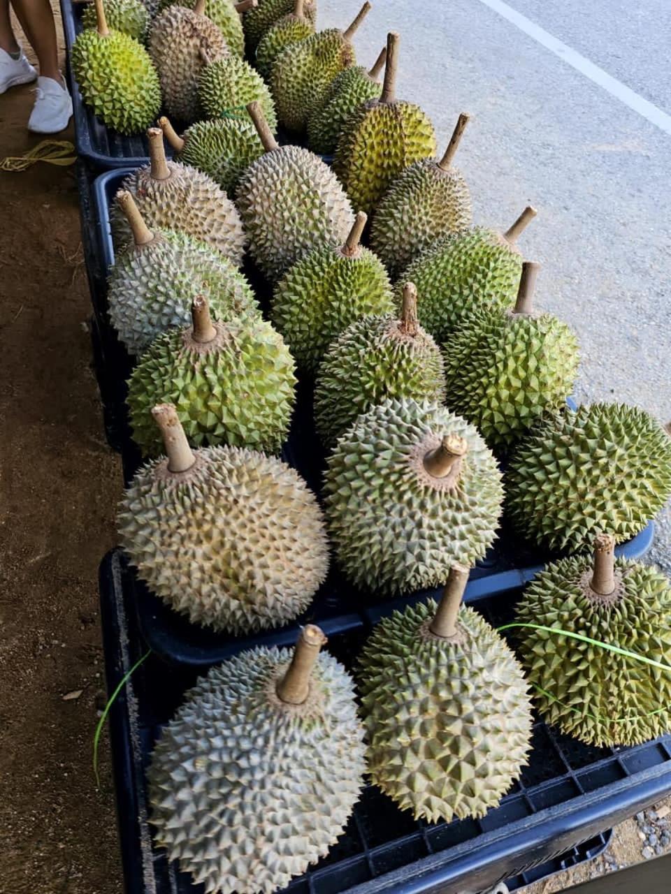 Country House Pulai Holiday Village グア・ムサン エクステリア 写真
